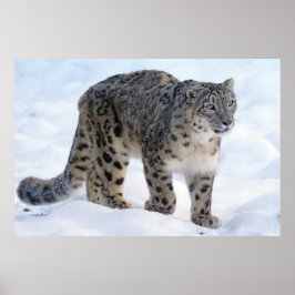Póster Hermoso leopardo de las nieves