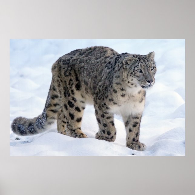 Póster Hermoso leopardo de las nieves (Frente)