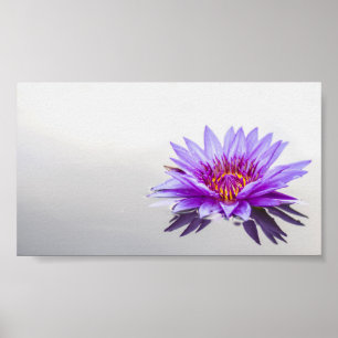 Póster Hermoso Loto Púrpura,Lago,Zen