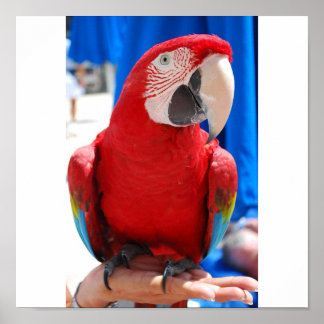 Póster Hermoso McCaw