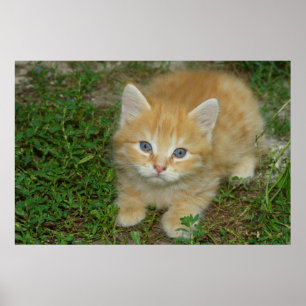 Póster Hermoso Naranja Tabby Kitten