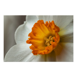 Póster Hermoso Narciso Floración Macro