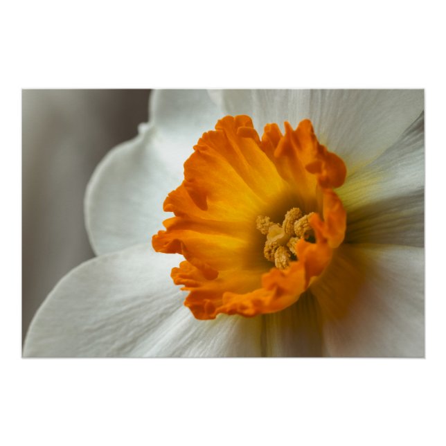 Póster Hermoso Narciso Floración Macro (Anverso)