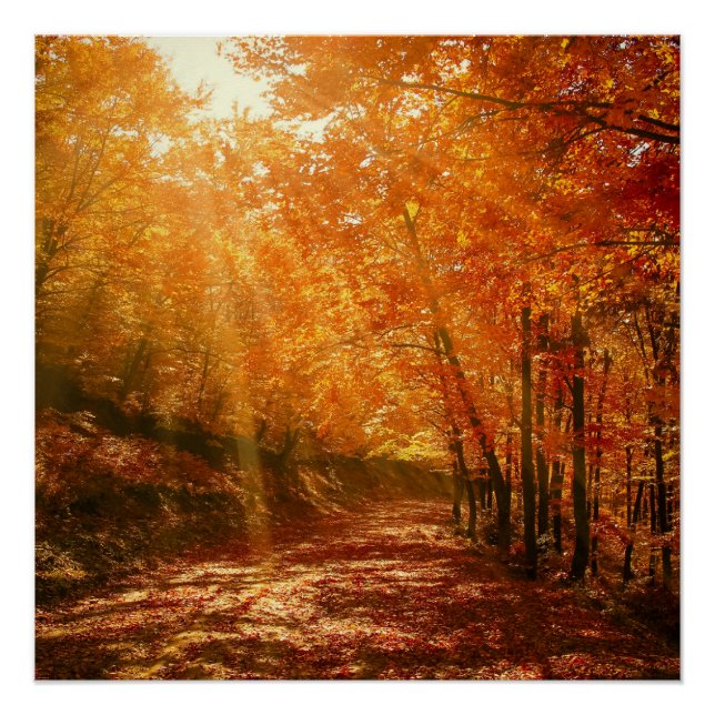 Póster Hermoso otoño (Anverso)