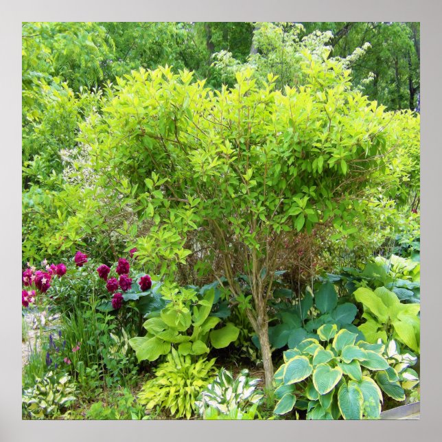 Póster Hermoso paisaje de jardín verde con hostas (Frente)
