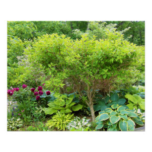 Póster Hermoso paisaje de jardín verde con hostas
