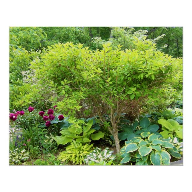 Póster Hermoso paisaje de jardín verde con hostas (Anverso)