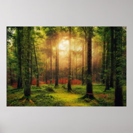 Póster Hermoso paisaje de verano de Sunrise Forest