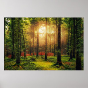 Póster Hermoso paisaje de verano de Sunrise Forest