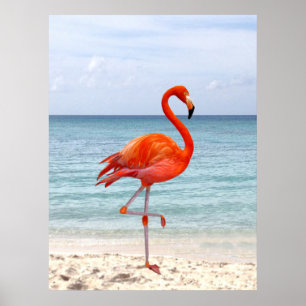 Póster Hermoso pájaro flamenco rosa en la playa