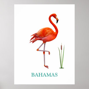 Póster Hermoso pájaro flamenco rosa y planta de caña en b