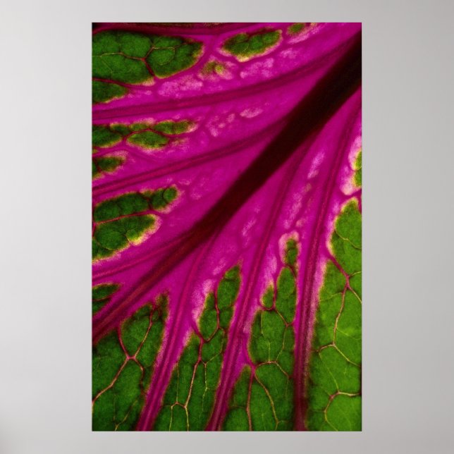 Póster Hermoso Patrón de hojas rojas y verdes de la cabba (Frente)