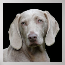Hermoso perro de caza de Weimaraner