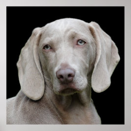 Póster Hermoso perro de caza de Weimaraner