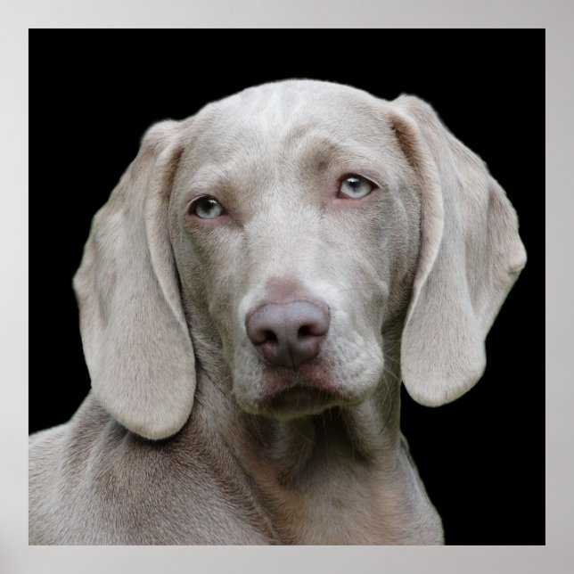 Póster Hermoso perro de caza de Weimaraner (Frente)