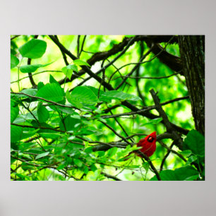 Póster Hermoso poster de bosques de primavera de aves car