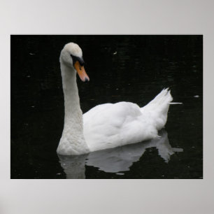 Póster Hermoso Poster de cisne blanco