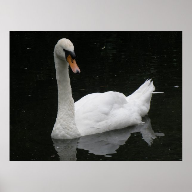 Póster Hermoso Poster de cisne blanco (Frente)