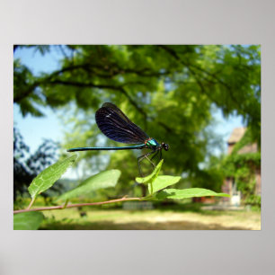 Póster Hermoso Poster de Demoiselle