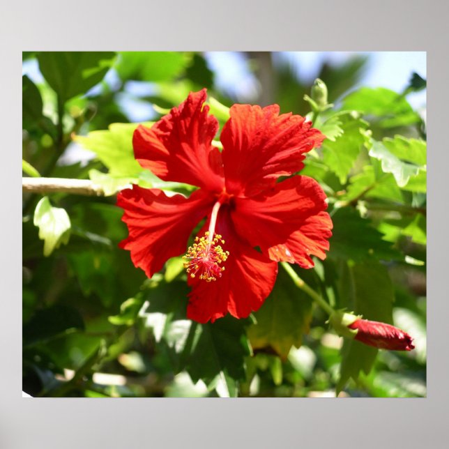 Póster Hermoso Poster de flores rojas hawaianas hibiscus (Frente)
