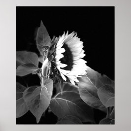 Póster Hermoso Poster de girasol en blanco y negro