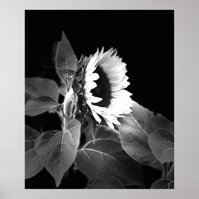Póster Hermoso Poster de girasol en blanco y negro (Frente)