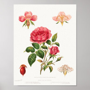 Póster Hermoso Poster de Ilustracion Botánico Vintage