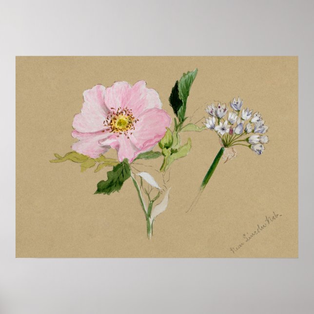 Póster Hermoso Poster de Ilustracion Botánico Vintage (Frente)