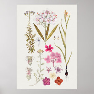 Póster Hermoso Poster de Ilustracion Botánico Vintage
