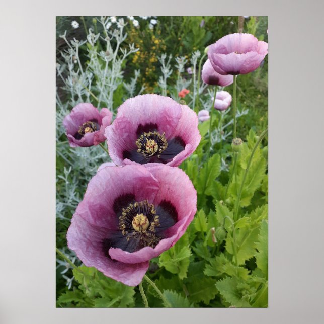 Póster Hermoso Poster de jardín de adormidera rosa (Frente)
