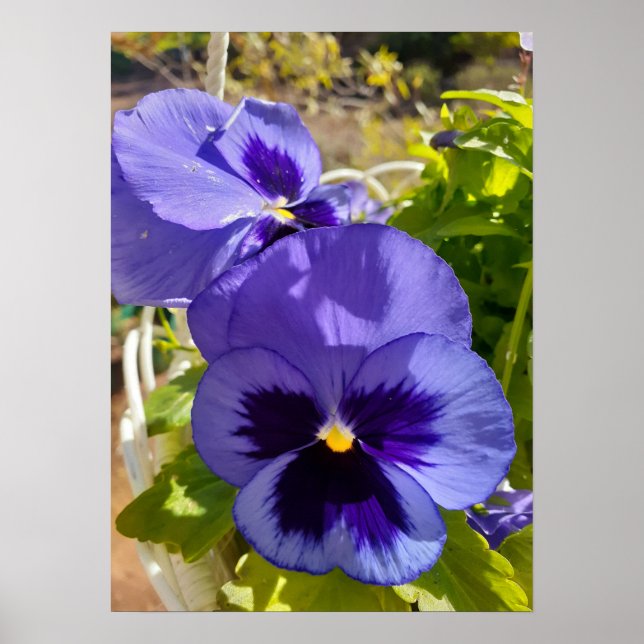 Póster Hermoso Poster de jardín de flores de Blue Pansy (Frente)