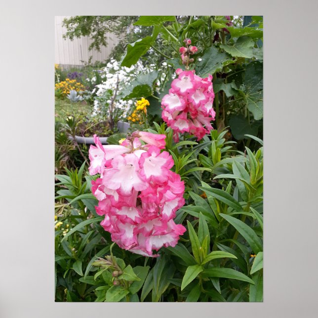 Póster Hermoso Poster de Jardín de Flores de Penstemon Ro (Frente)