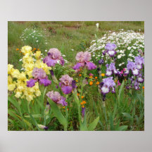 Hermoso Poster de Jardín de Flores Iris Irises