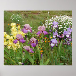 Póster Hermoso Poster de Jardín de Flores Iris Irises