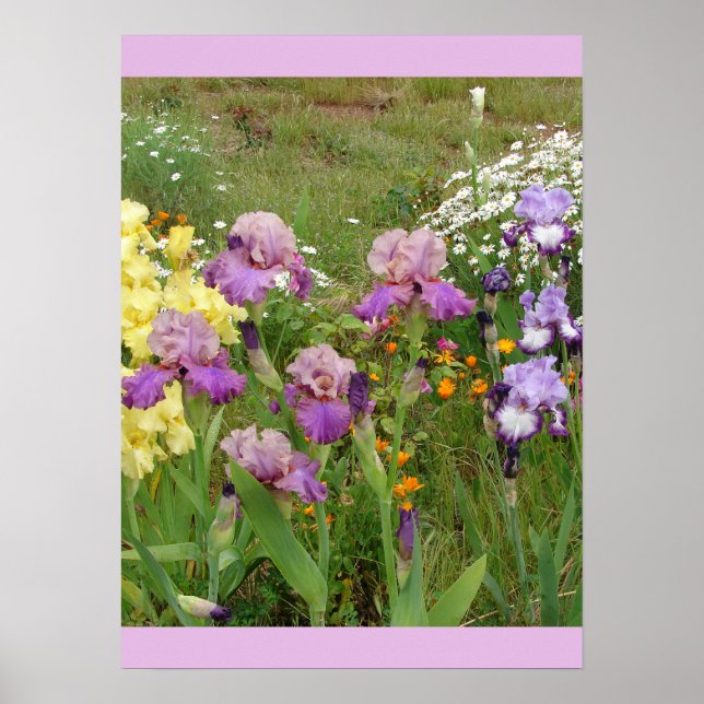 Póster Hermoso Poster de Jardín de Flores Iris Irises (Frente)