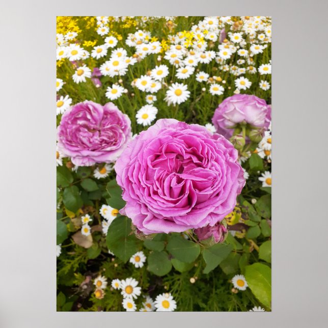 Póster Hermoso Poster de jardín de flores rosa rosa (Frente)
