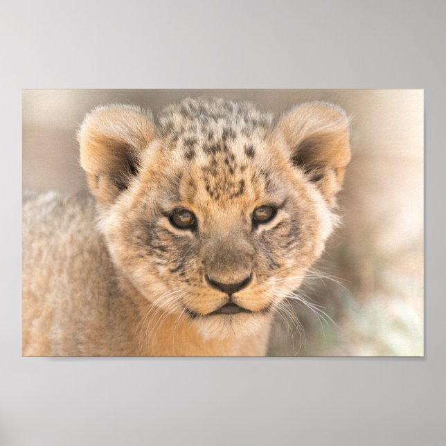 Póster Hermoso Poster de pared fotográfica de Cub de León (Frente)