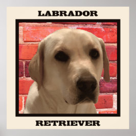 Póster Hermoso Poster de perro recuperador de labrador am