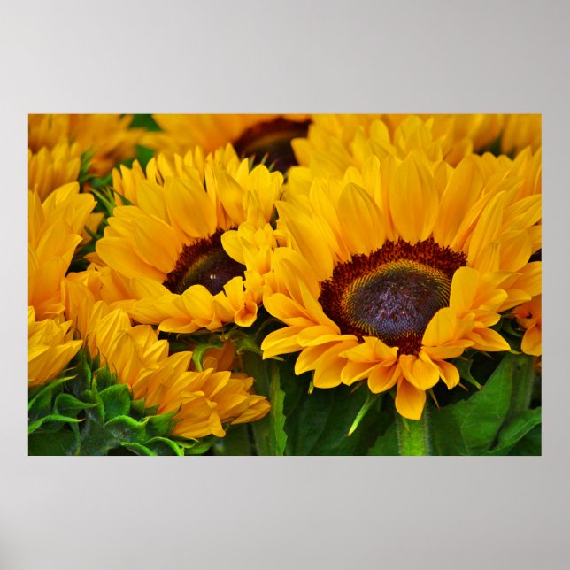 Póster Hermoso Poster de pintura de girasol en verano (Frente)