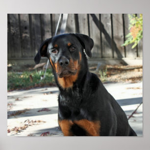 Póster Hermoso Poster de Rottweiler Heidi