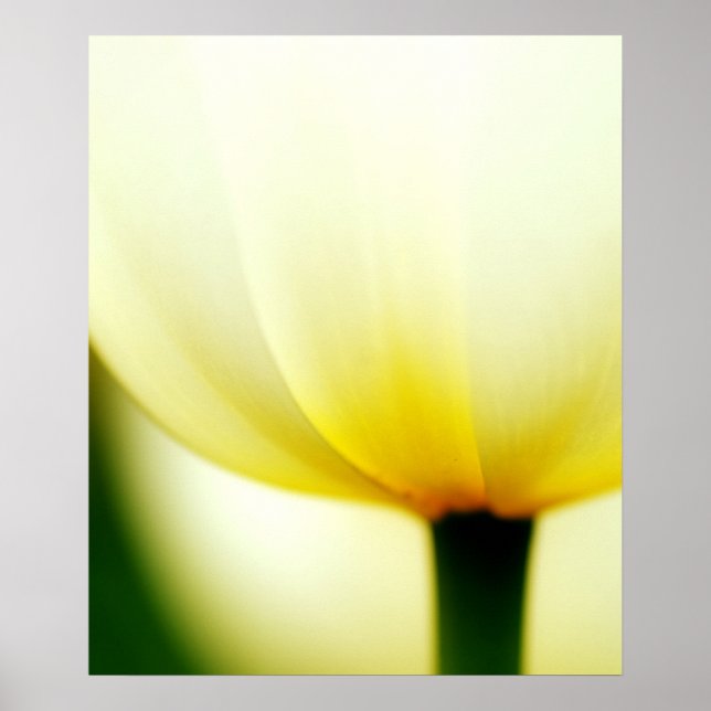 Póster Hermoso Poster de Tulipanes (Frente)