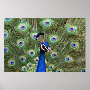 Póster Hermoso Poster enmarcado de pavo real