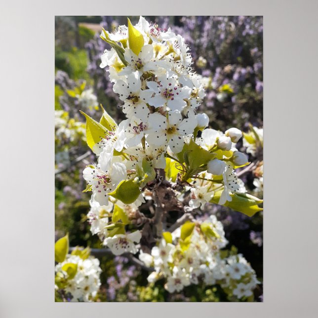 Póster Hermoso Poster Jardín de flores de flores de árbol (Frente)
