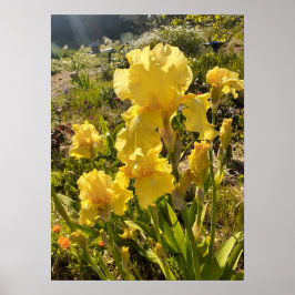 Póster Hermoso Poster Jardín de flores de Iris amarillo