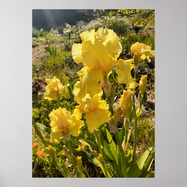 Póster Hermoso Poster Jardín de flores de Iris amarillo (Frente)
