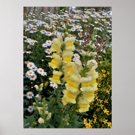Póster Hermoso Poster Jardín de flores de Snapdragon amar