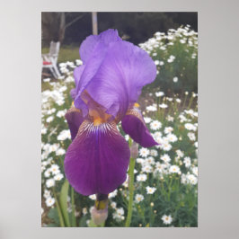Póster Hermoso Poster Jardín de Flores Iris Morado