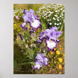 Póster Hermoso Poster Jardín de Flores Iris Morado