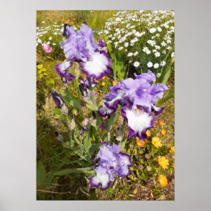Póster Hermoso Poster Jardín de Flores Iris Morado