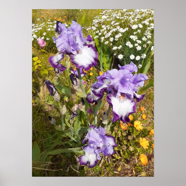 Póster Hermoso Poster Jardín de Flores Iris Morado (Frente)
